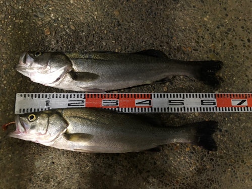 シーバスの釣果