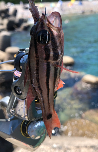 オオスジイシモチの釣果