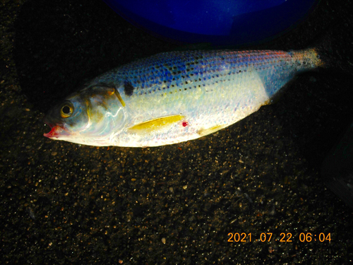 コノシロの釣果