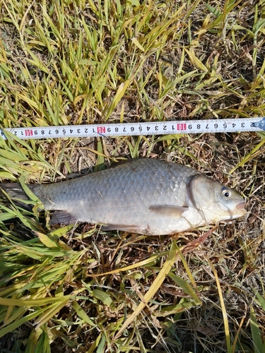 マブナの釣果