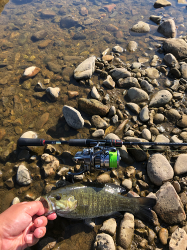 スモールマウスバスの釣果