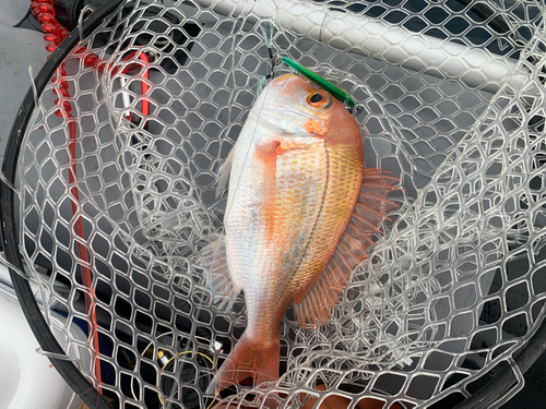 レンコダイの釣果