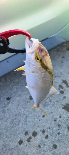 ショゴの釣果