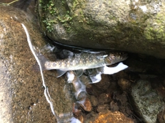 イワナの釣果