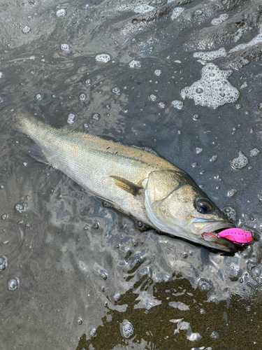 シーバスの釣果