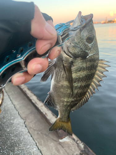 チヌの釣果