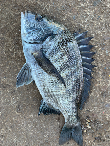 チヌの釣果