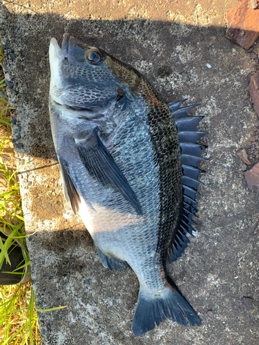 チヌの釣果