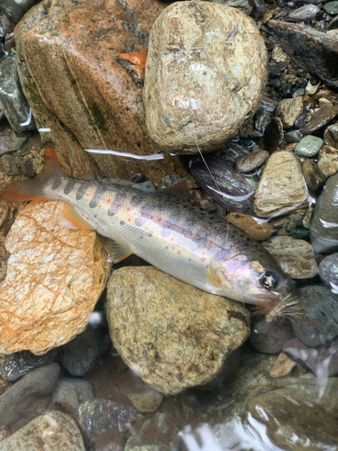 アマゴの釣果