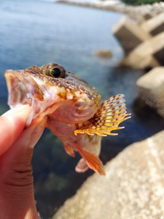 アラカブの釣果