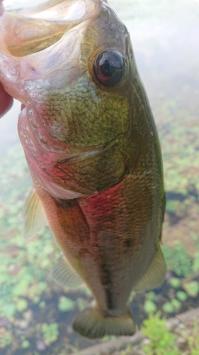 ラージマウスバスの釣果