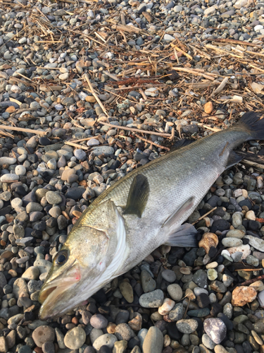 スズキの釣果