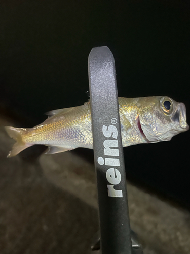 ムツの釣果