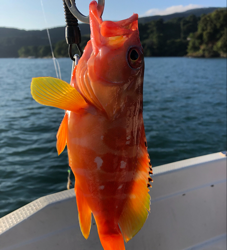 アカハタの釣果