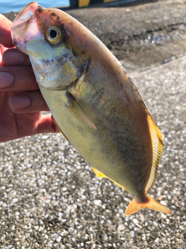 ショゴの釣果