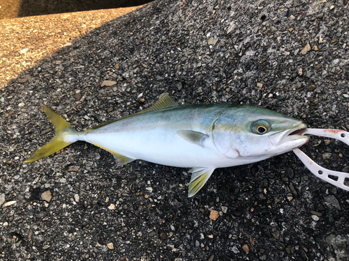 ツバスの釣果