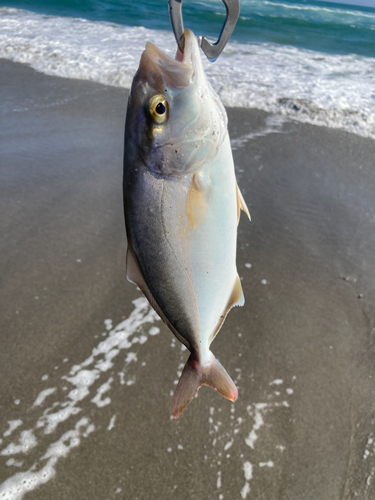 ショゴの釣果