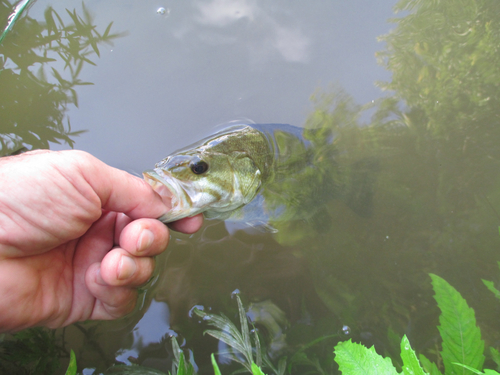 スモールマウスバスの釣果