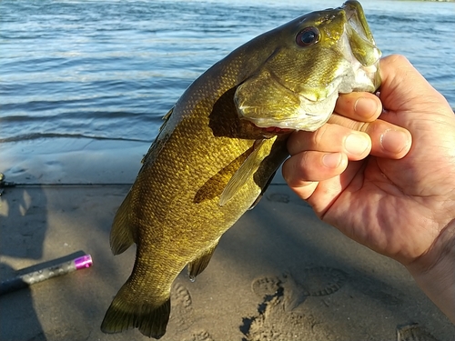 スモールマウスバスの釣果