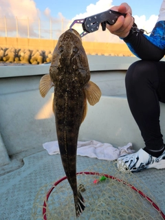 マゴチの釣果