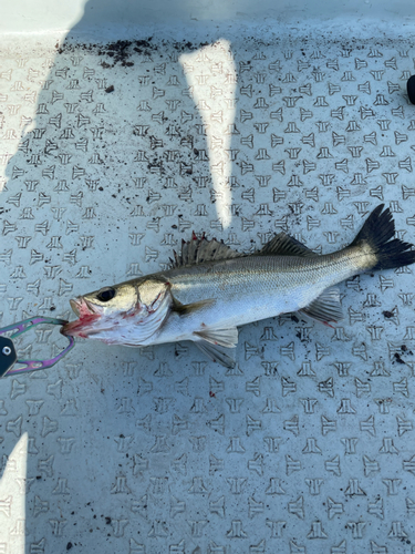 シーバスの釣果