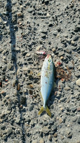 ワカシの釣果