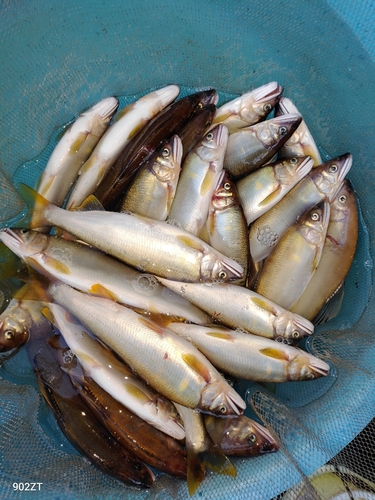 アユの釣果