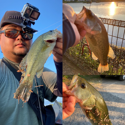 ラージマウスバスの釣果