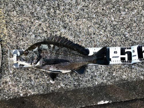 クロダイの釣果