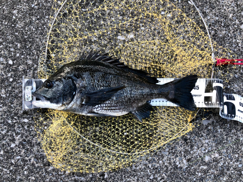 クロダイの釣果