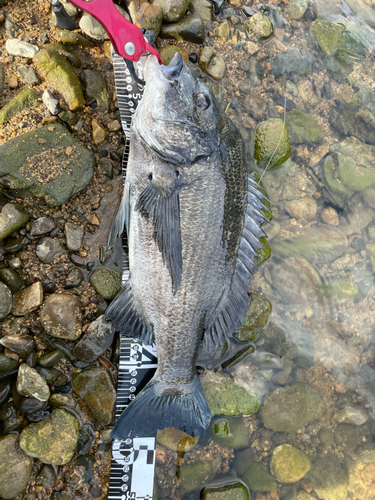 チヌの釣果