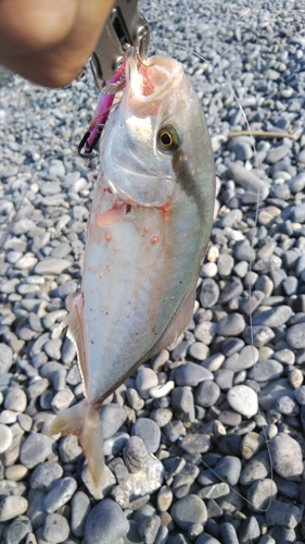 ショゴの釣果