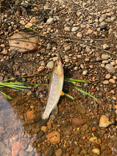 ブラウントラウトの釣果