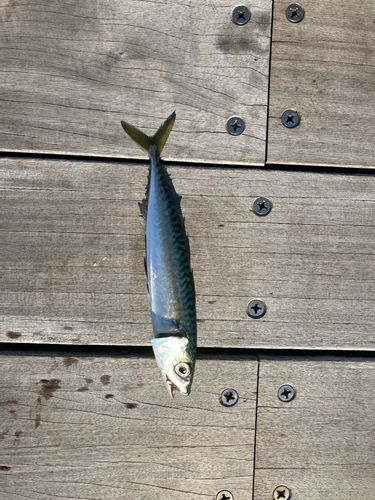 サバの釣果