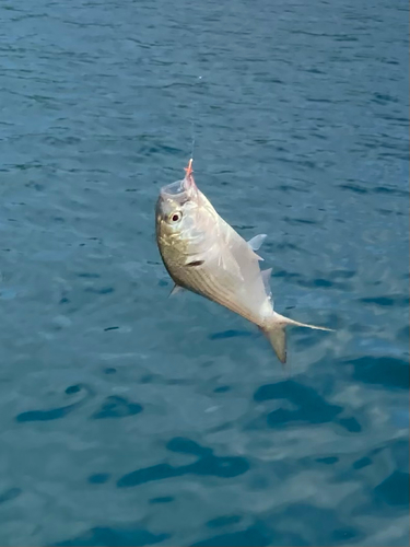 コノシロの釣果