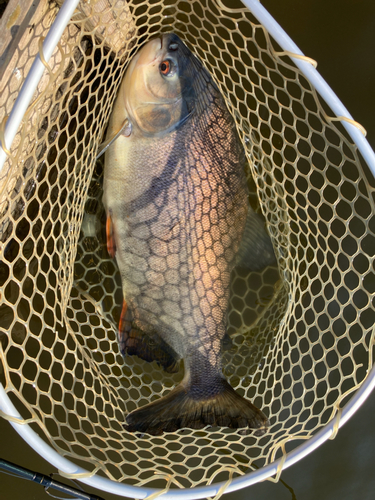 コロソマの釣果