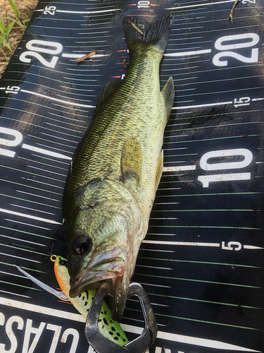 ブラックバスの釣果