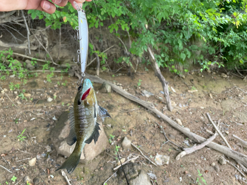 ブルーギルの釣果