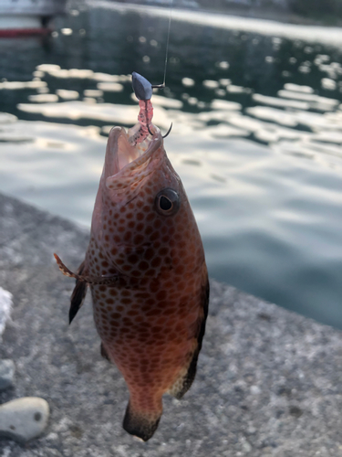 オオモンハタの釣果