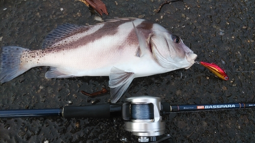 コショウダイの釣果