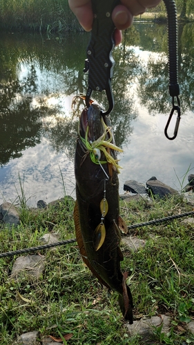 ライギョの釣果