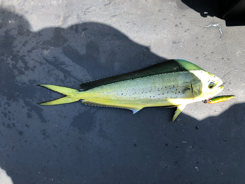 シイラの釣果