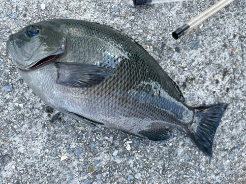 グレの釣果