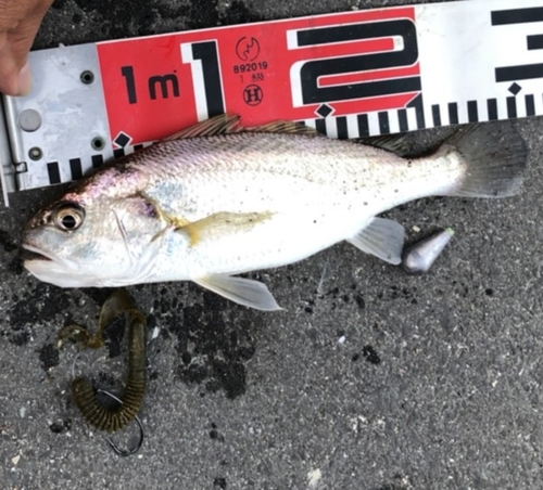 イシモチの釣果