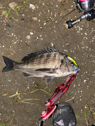 クロダイの釣果