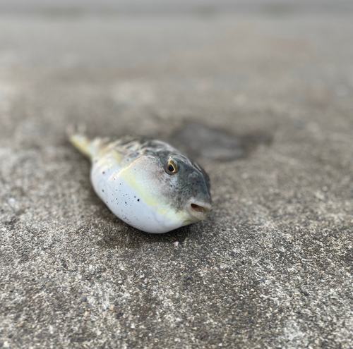 フグの釣果