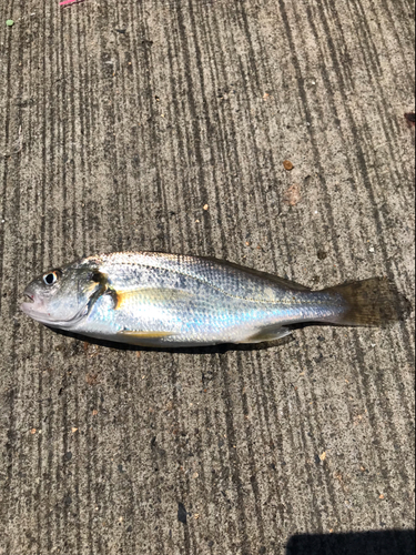 イシモチの釣果