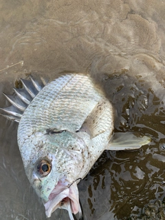 キビレの釣果