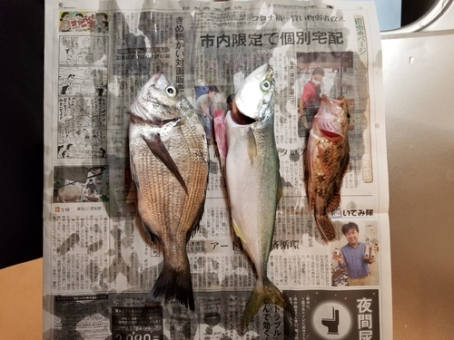 チヌの釣果