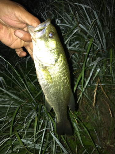 ラージマウスバスの釣果